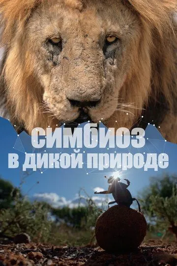 Смотреть онлайн Симбиоз в дикой природе (2023) в хорошем качестве