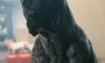 Смотреть онлайн фильм Цепной пёс (2017)